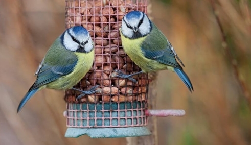 image of bluetits on a feeder for the latest Perth & Kinross Health & Care Partnership update